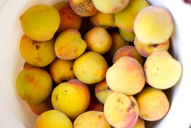 Free Peaches Fruit photo and picture