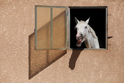Free Horse Animal photo and picture