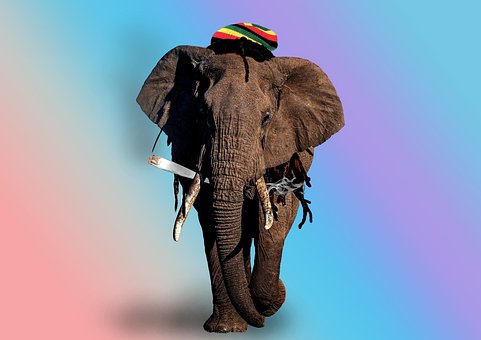 Free Reggae Rasta photo and picture