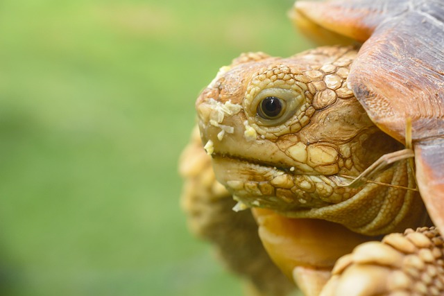 Free Tortoise Sulcata photo and picture