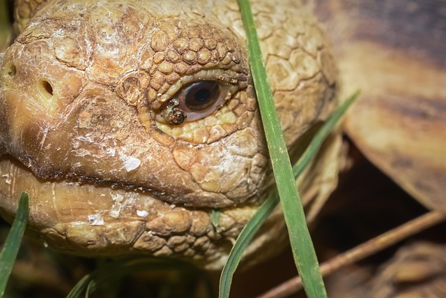 Free Tortoise Sulcata photo and picture