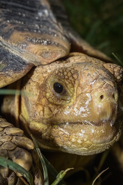 Free Tortoise Sulcata photo and picture