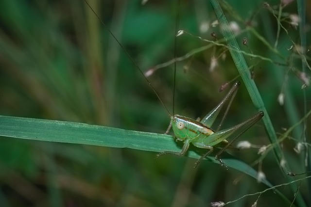 Free Grasshoper Insect photo and picture