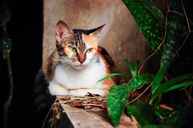 Free Cat Animal photo and picture