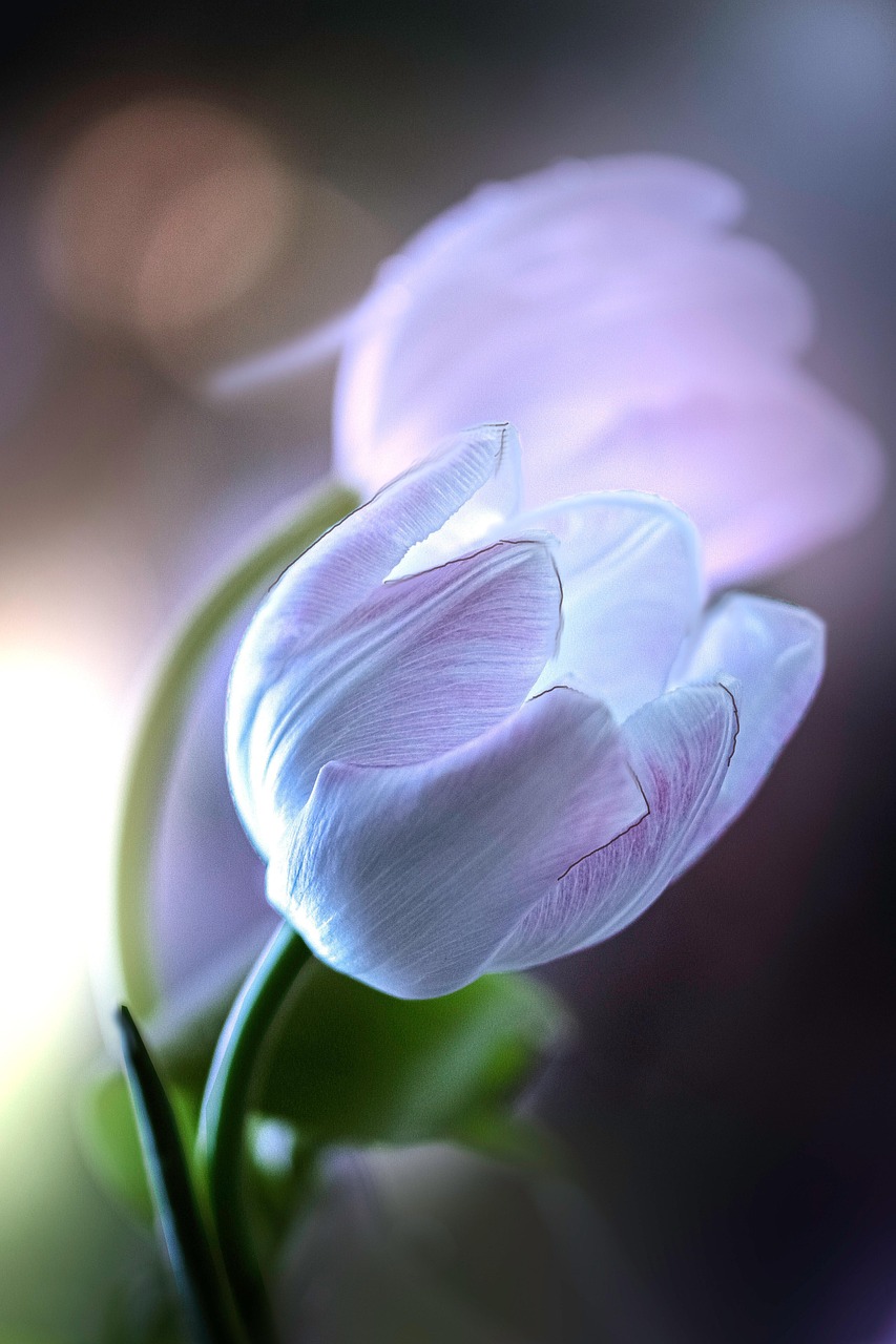 Beautiful Tulip Macro Wallpaper Download Macro Pink Flower Flower