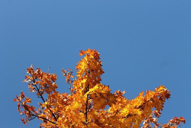 Free Fall Forest photo and picture