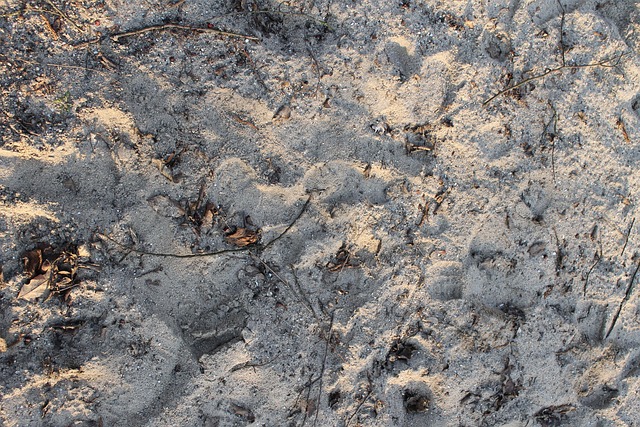 Free Beach Sand photo and picture