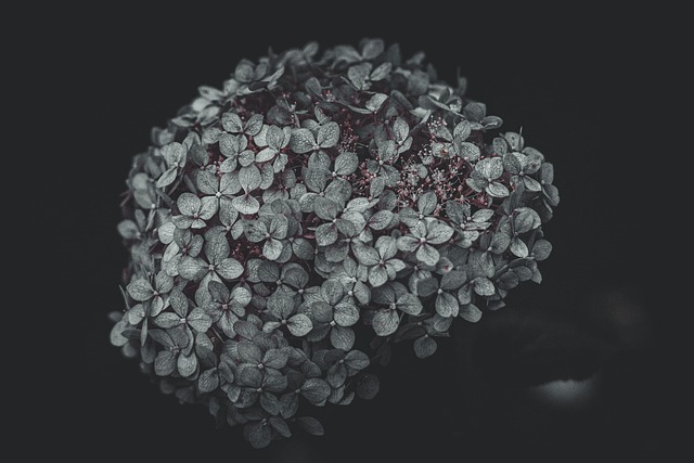 Blumen, Flora, Herbst