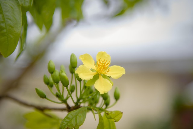 Free Apricot Blossom Yellow photo and picture