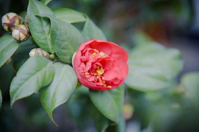 Free Camellia Red photo and picture