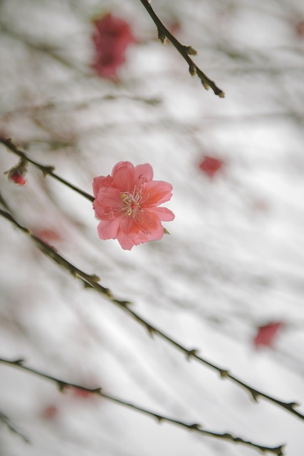 Free Peach Blossom Vietnamese photo and picture
