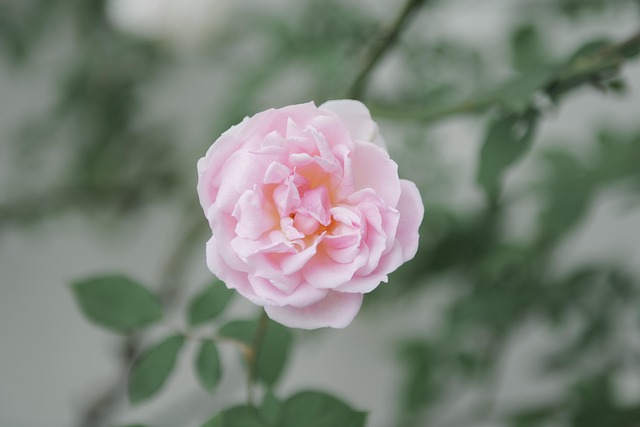 Free Rose Flower photo and picture