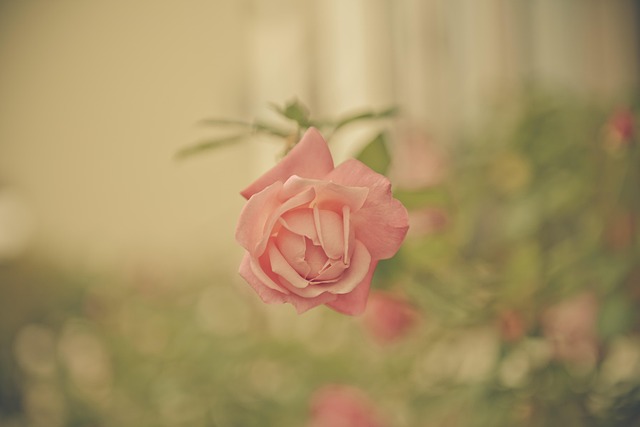 Free Rose Desktop Backgrounds photo and picture