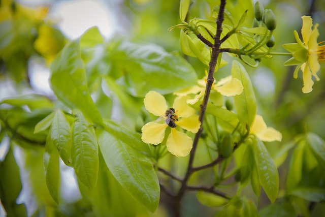 Free Apricot Blossoms Bee photo and picture