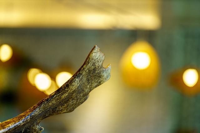Horn, Gevir, Ornament, Lys
