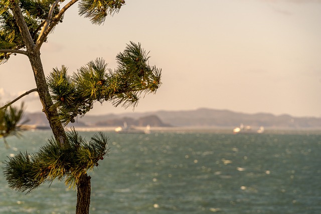 Ocean, Fyrretræ, Himmel, Natur, Skyer