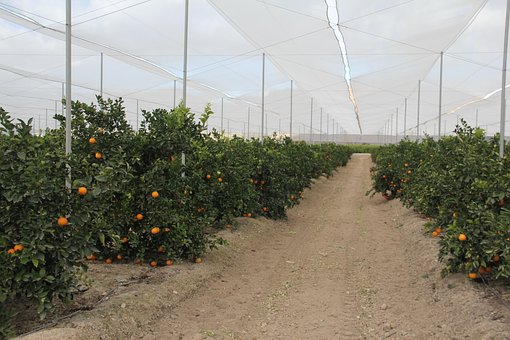 Naranjas, Cultivo, Agricultura, Finca