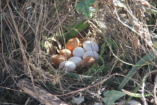 Huevos, Gallina, Nido, Aves, Pájaro