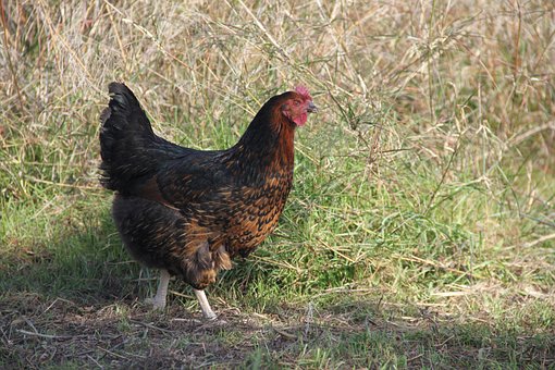 Gallina, Pollo, Pájaro, Campo