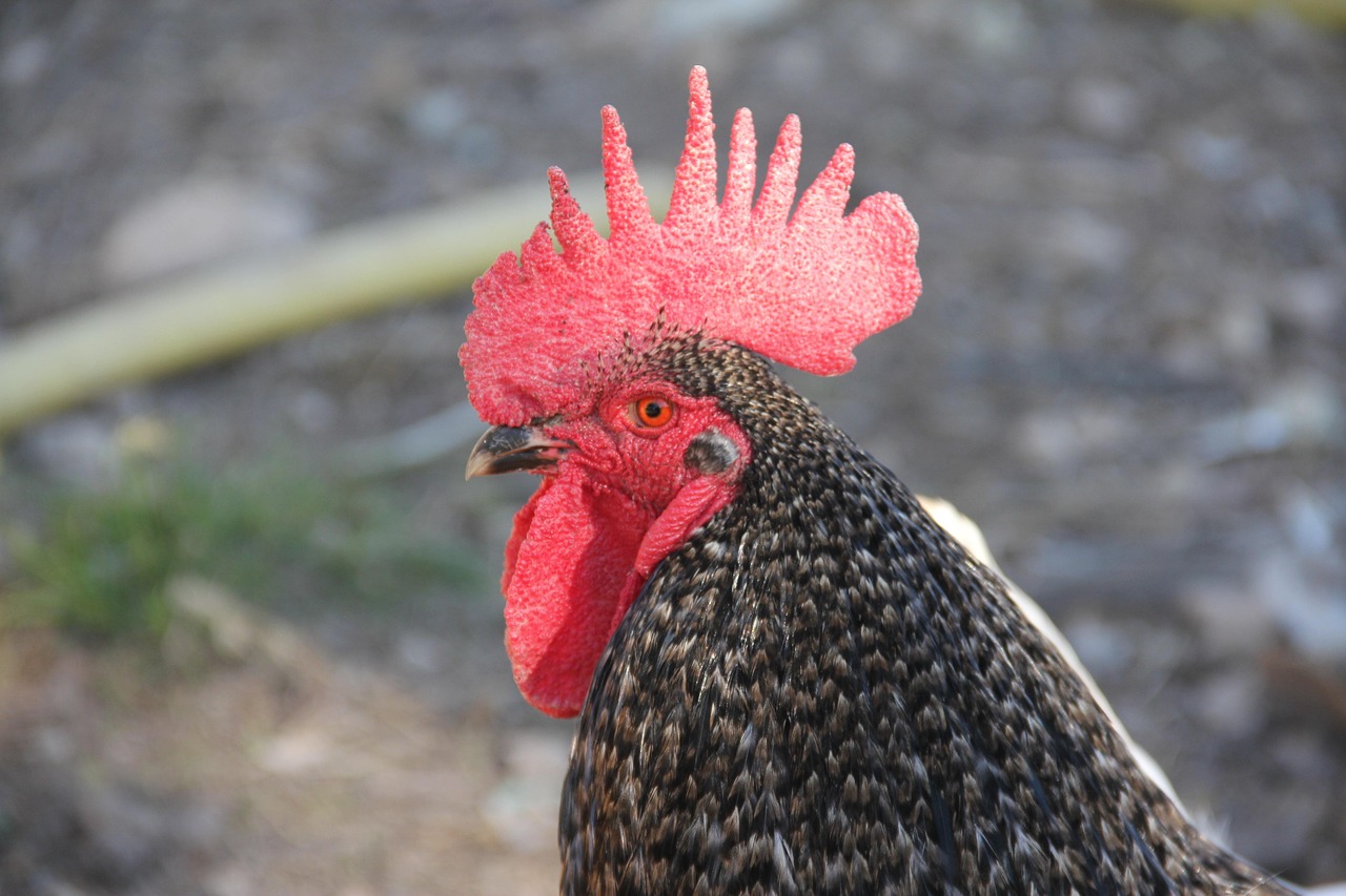 Hen Bird Animal Free photo on Pixabay Pixabay