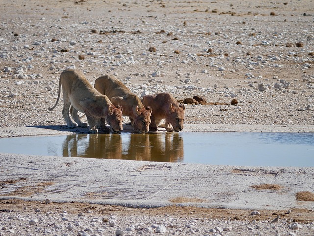Free Animal Mammal photo and picture