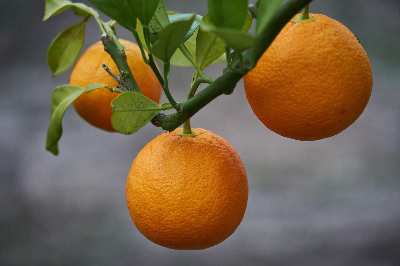 Orange Tree Plant Free photo on Pixabay Pixabay