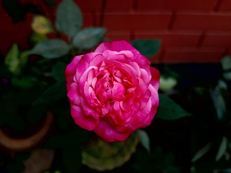 Free Flower Rose photo and picture