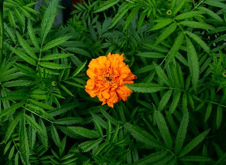 Free Marigold One photo and picture