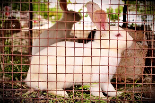 Free Nature Rabbit photo and picture