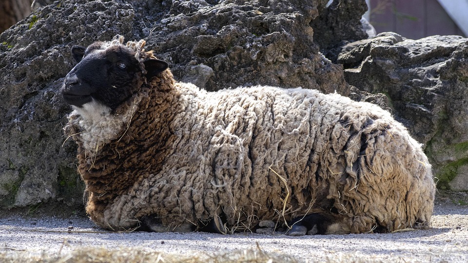 Sheep Livestock Farm Free photo on Pixabay
