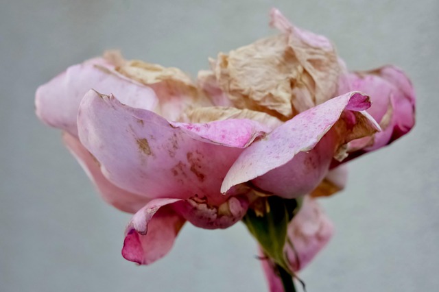 Free Background Beautiful photo and picture
