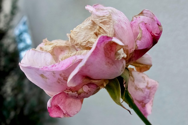 Free Background Beautiful photo and picture