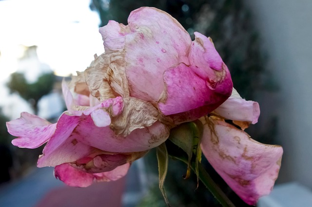 Free Background Beautiful photo and picture