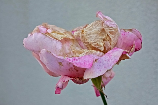 Free Background Beautiful photo and picture