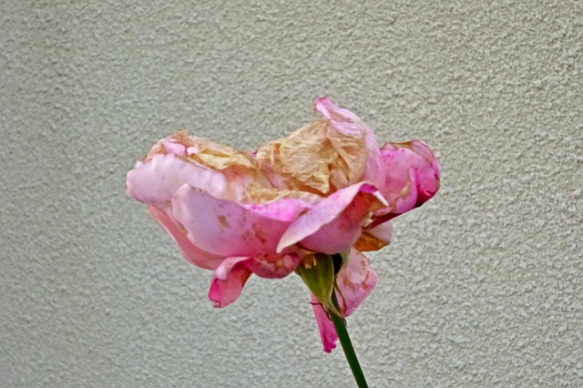 Free Background Beautiful photo and picture