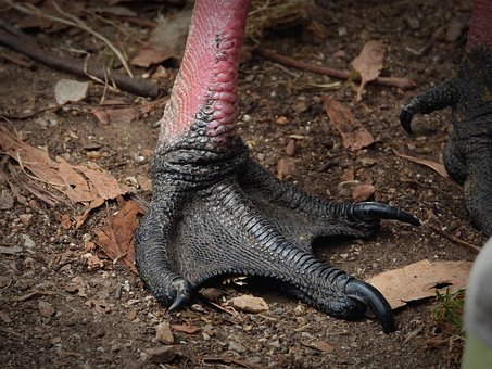 Free Cape Barren Goose Foot photo and picture