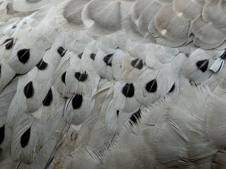 Free Cape Barren Goose Feathers photo and picture