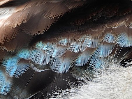 Free Kookaburra Feathers photo and picture