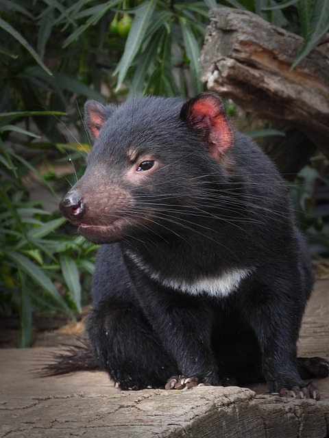 Free Tasmanian Devil Devil photo and picture