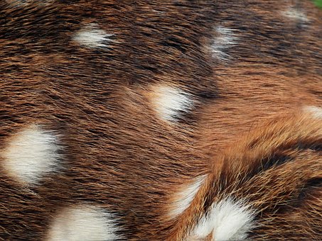 Free Tiger Quoll Fur photo and picture