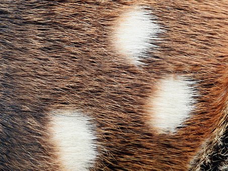 Free Tiger Quoll Fur photo and picture