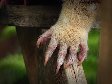 Free Tiger Quoll Front Paw photo and picture