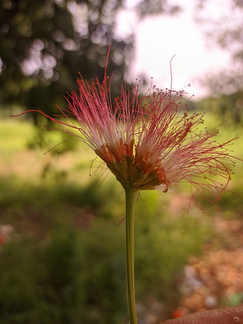 Ensom, Blomst, Natur, Trist