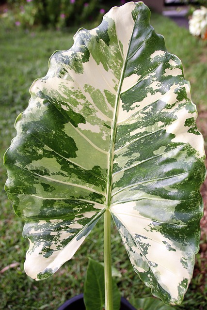 Free Alocasia Tropical photo and picture