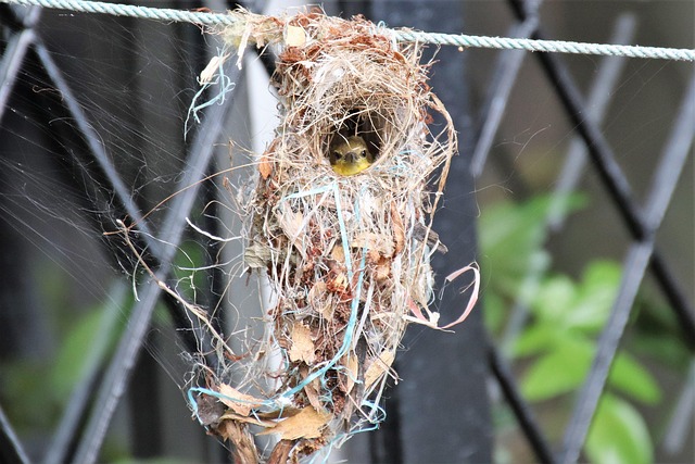 Free Olive-Backed Sunbird photo and picture