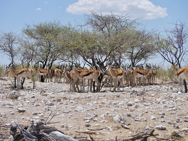 Free Animals Africa photo and picture