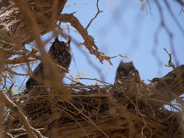 Free Birds Cub photo and picture