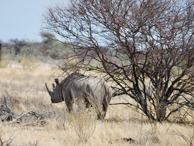 Free Animal Nature photo and picture