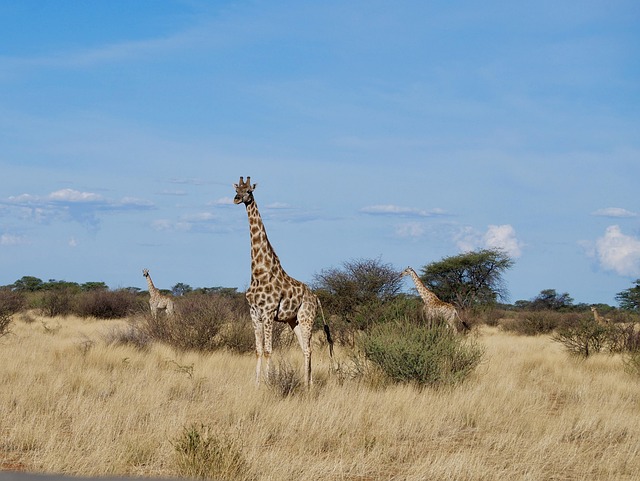Free Giraffe Wild photo and picture