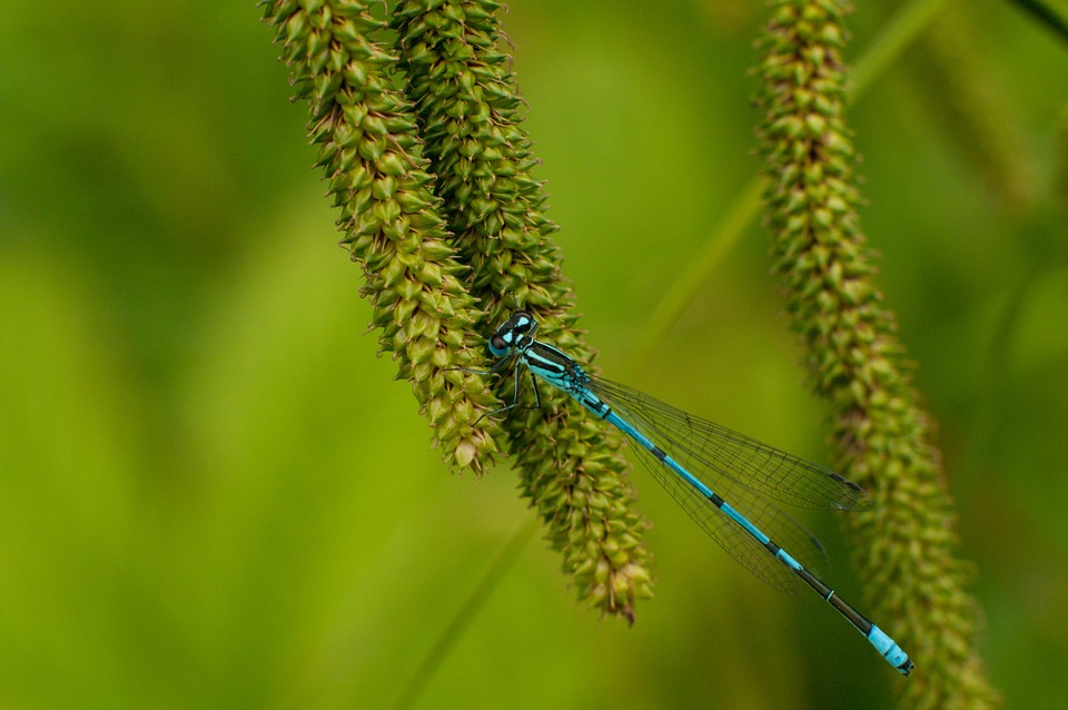 Insect Dragonfly Plant - Free photo on Pixabay - Pixabay